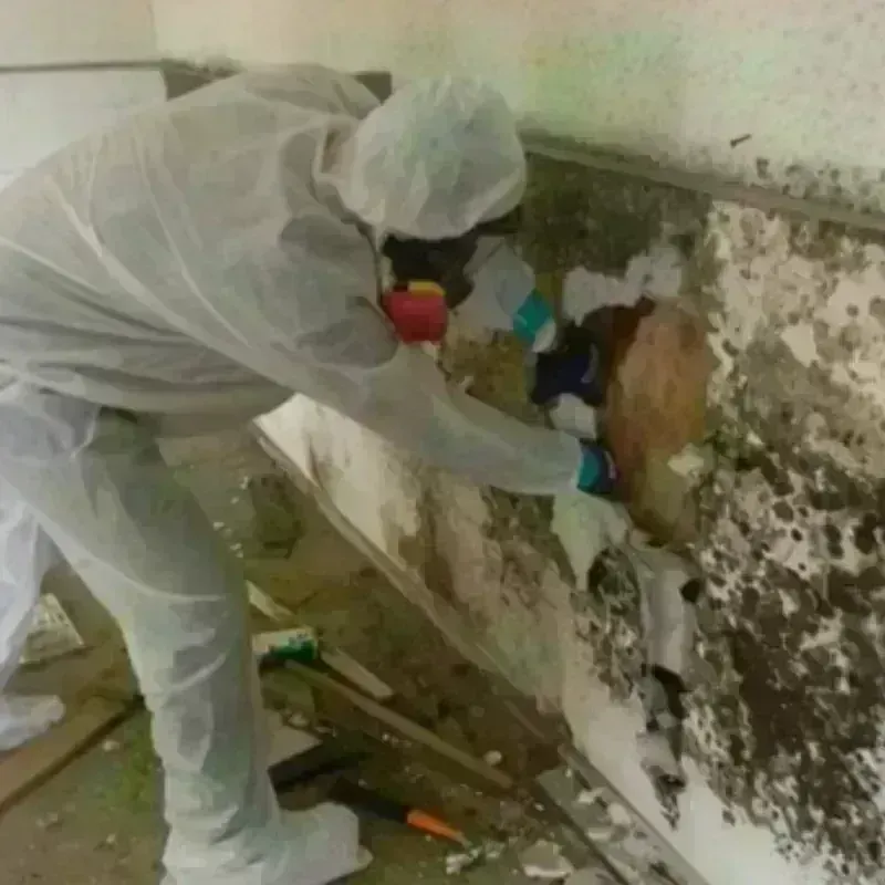 Mold Remediation and Removal in Taft Heights, CA